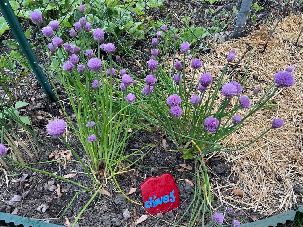 Small, onion-like herbs with hollow leaves and light purple flowers. Seen growing in an herb garden with a little rock with Chives painted on it.