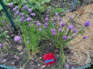 Small, onion-like herbs with hollow leaves and light purple flowers. Seen growing in an herb garden with a little rock with Chives painted on it.