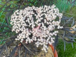 Elderberry, a native perennial shrub or tree with clusters of white flowers and dark purple or black berries.