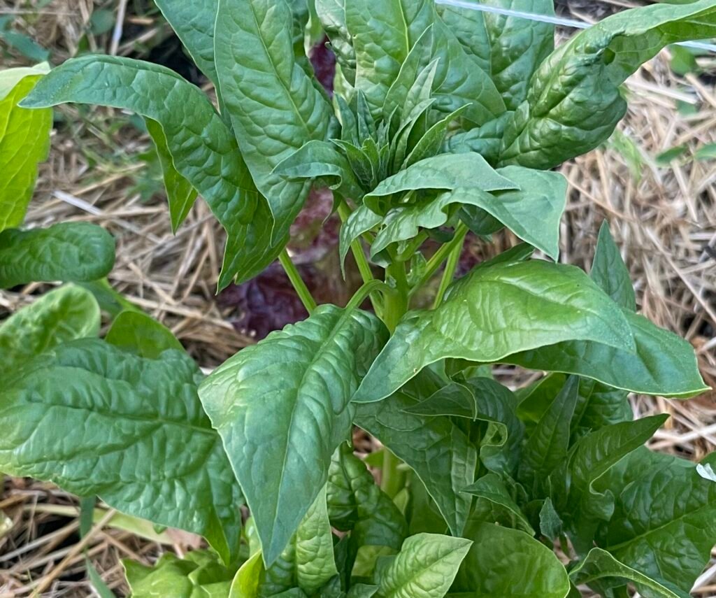 A dark green leafy spinach with arrow shaped leaves growing in a vegetable garden.