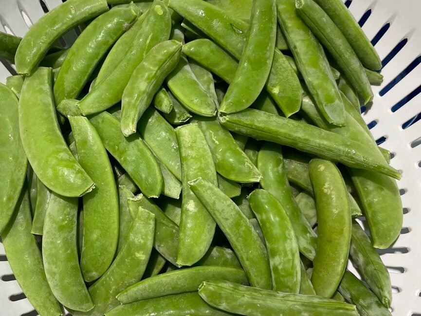 Light green pea pods fresh out of the vegetable garden.