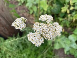 Yarrow is a native perennial a perennial plant with small white flowers and feathery leaves.