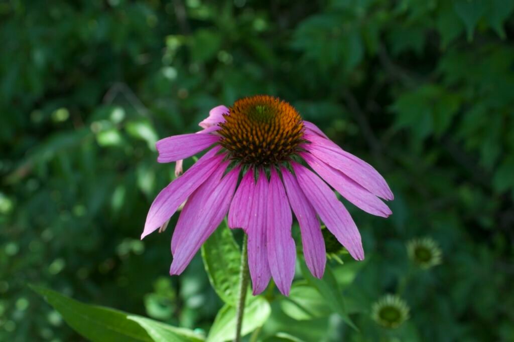 A pinkish purple cone shaped flower with an orange colored center.