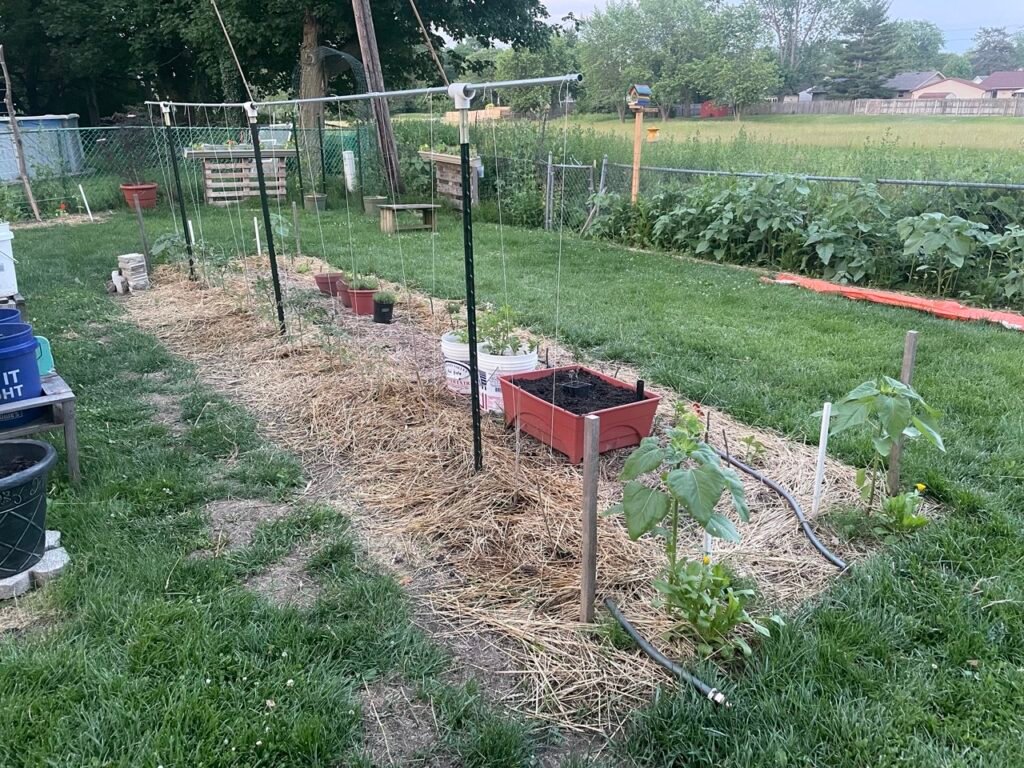 Tomato plants in vegetable garden mulched.