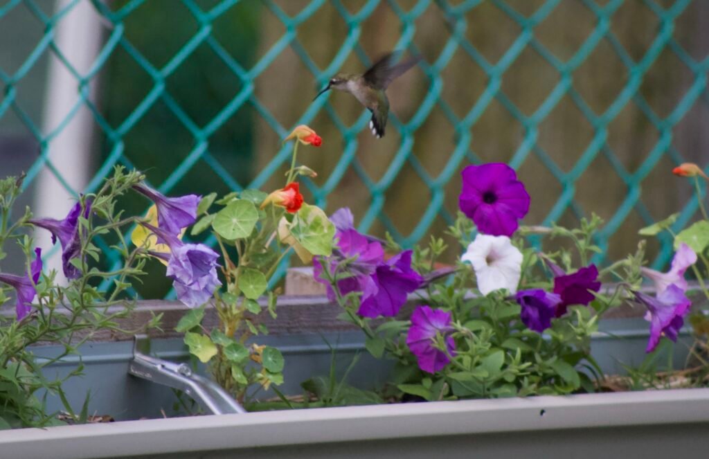 hummingbird-flying A hummingbird hovering over purple and white petunia flowers.