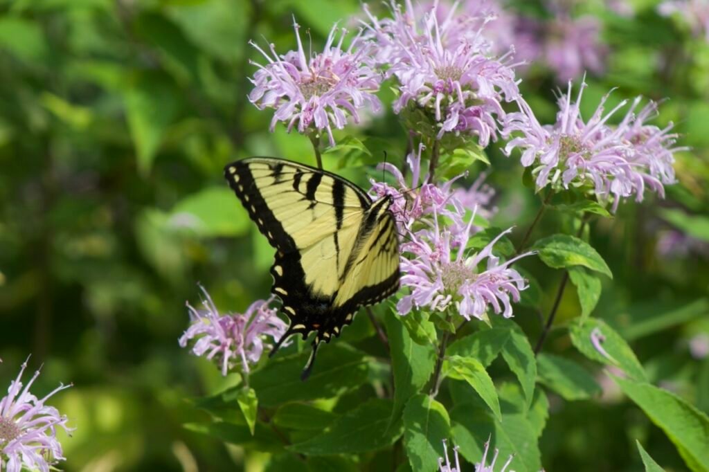 Yellow and black eastern tiger swallowtail collecting nectar on a native plant.