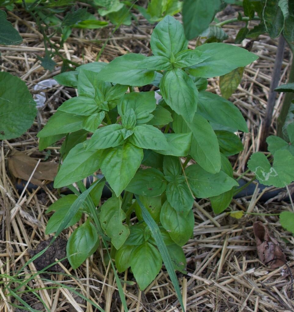 A flowering herb with square stems, glossy leaves, and small white flowers, growing in an herb garden.