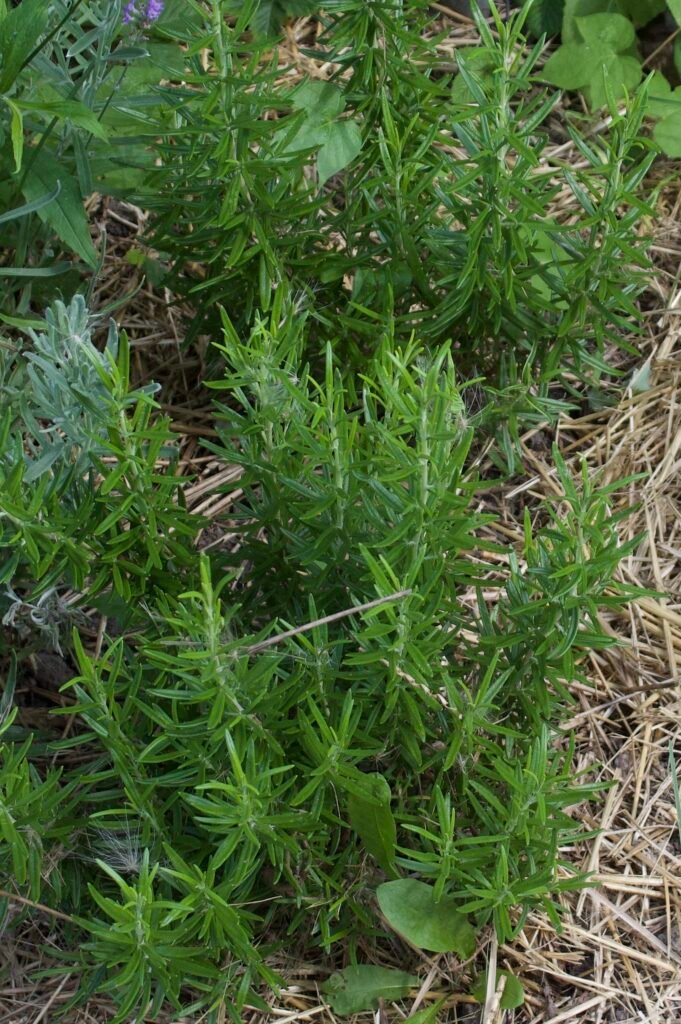 An aromatic, evergreen shrub with needle-like leaves and small flowers growing in an herb garden.