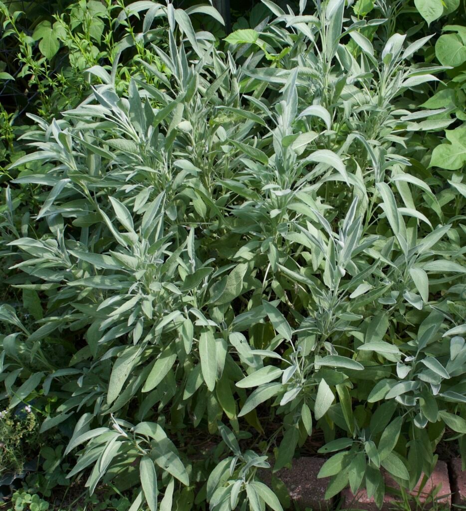 A shrubby herb with aromatic leaves and flowers that can be used for cooking and decoration. But seen in this picture in the herb garden.