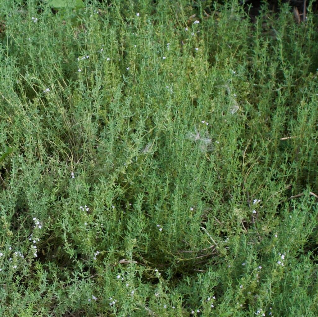 A small, low-growing, evergreen perennial shrub with tiny, aromatic, grey-green leaves that grow on woody, spreading stems. Used as a culinary herb.