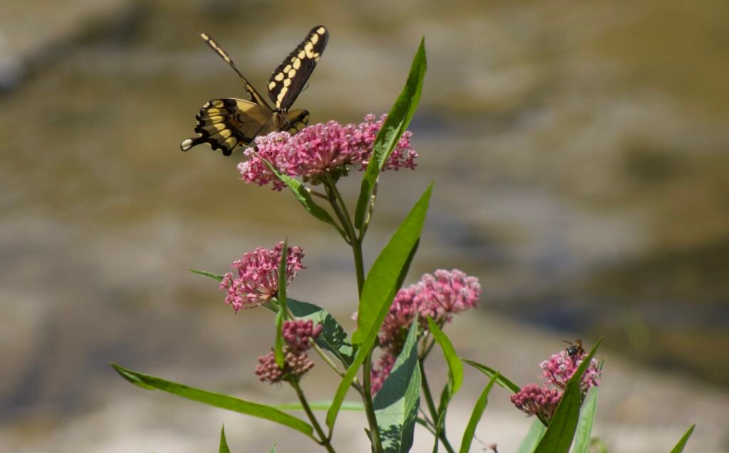 Yellow and black giant swallowtail pollinator collecting nectar on a native plant.