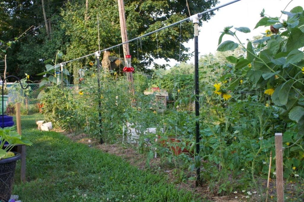 Tomato plants starting to grow up trellises in a vegetable garden.