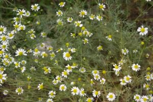 A bunch of tiny white with yellow center flowers.