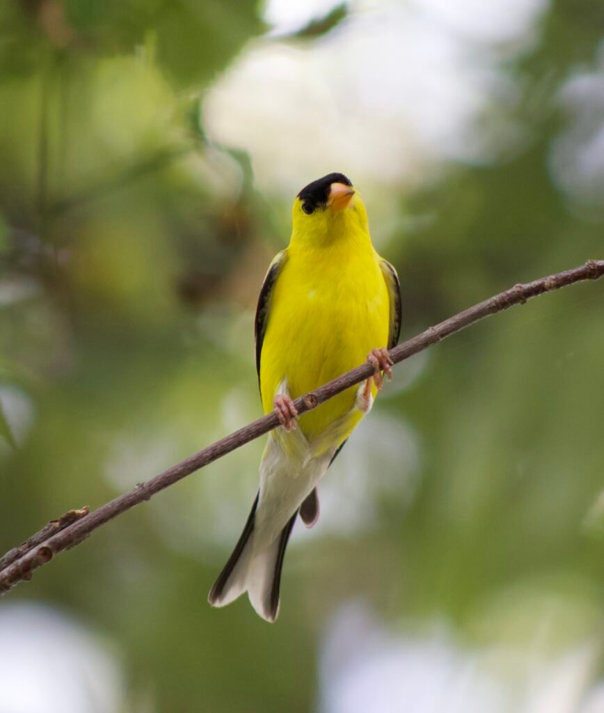 BH garden consulting can help bring back wildlife. Like this American goldfinch bird with a black mask marking and black on the wings and tail.