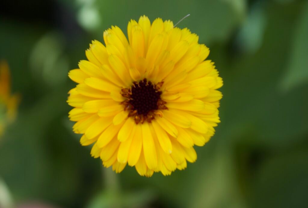 Calendula a flowering plant with orange-yellow flowers that is part of the daisy family