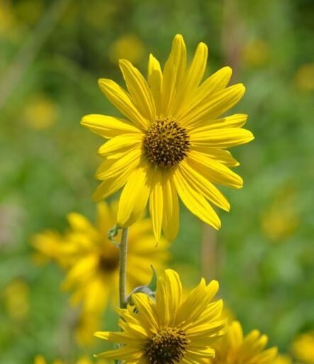 Downy Sunflower a native perennial sunflower with large yellow flowers and soft, downy hairs that cover its leaves and stems.