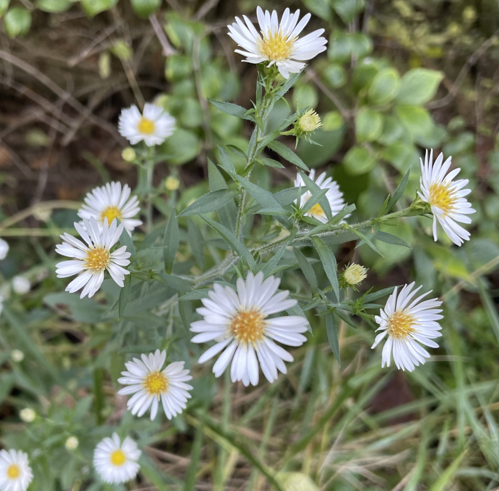 Frost Aster is a native perennial herb with small white flowers and hairy stems and leaves.