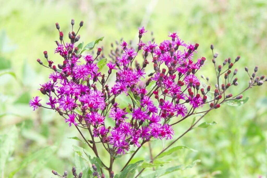 Giant Ironweed a tall, herbaceous perennial wildflower with large purple flowers.