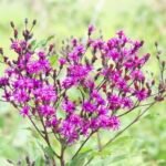 Giant Ironweed a tall, herbaceous perennial wildflower with large purple flowers.