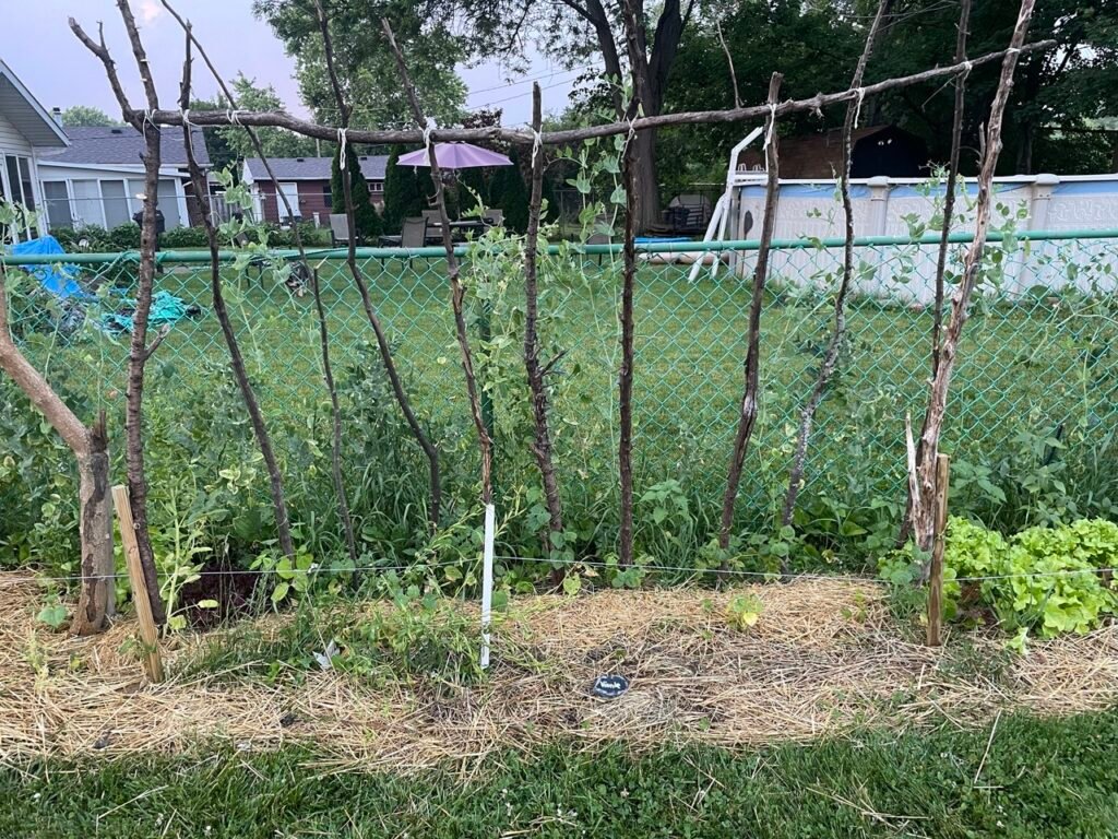 The beginning of green beans growing up a DIY trellis.