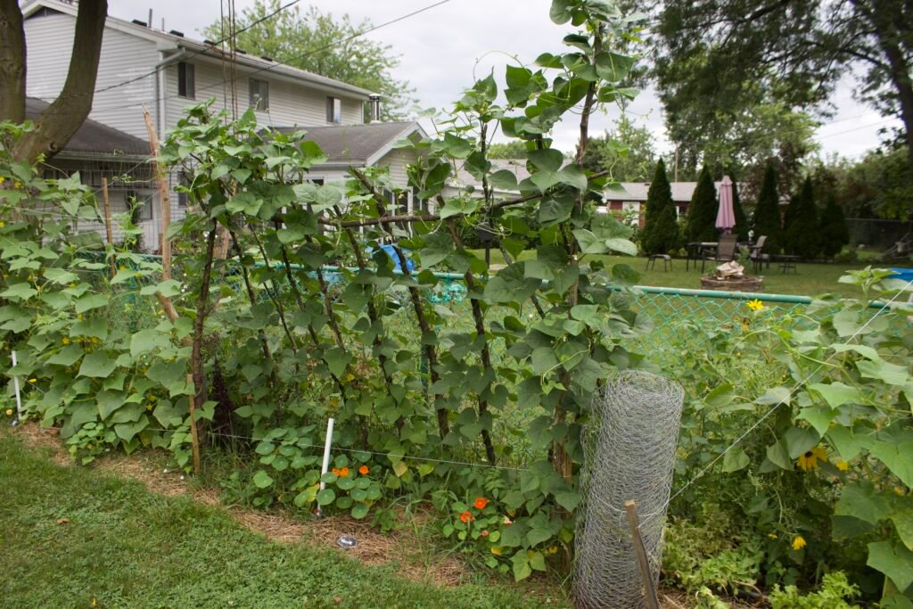 A vegetable trellis with green beans growing up the sticks. 