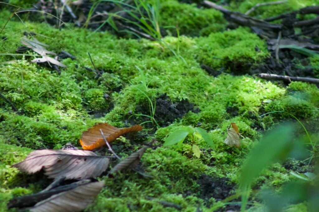 forest-moss Native moss growing on forest floor.