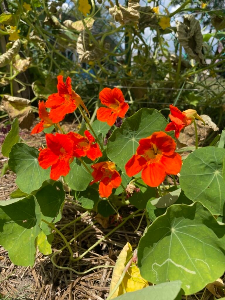 Nasturtiums annual plants with showy flowers that come in many colors. In this picture they are the orange variety flower.