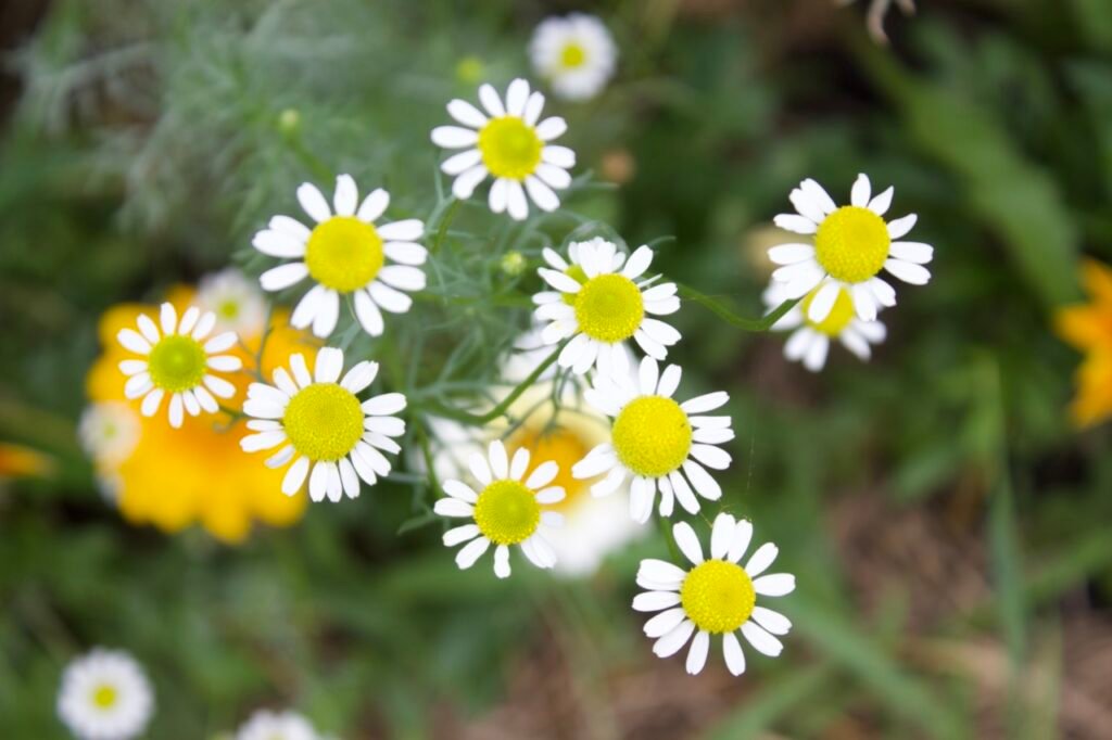 A small group of tiny white with yellow chamomile flowers.