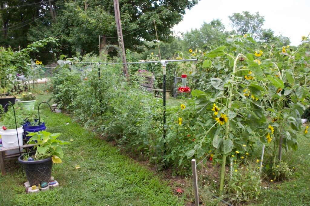 Tomato plants growing up a string trellis in vegetable garden along with sunflowers.