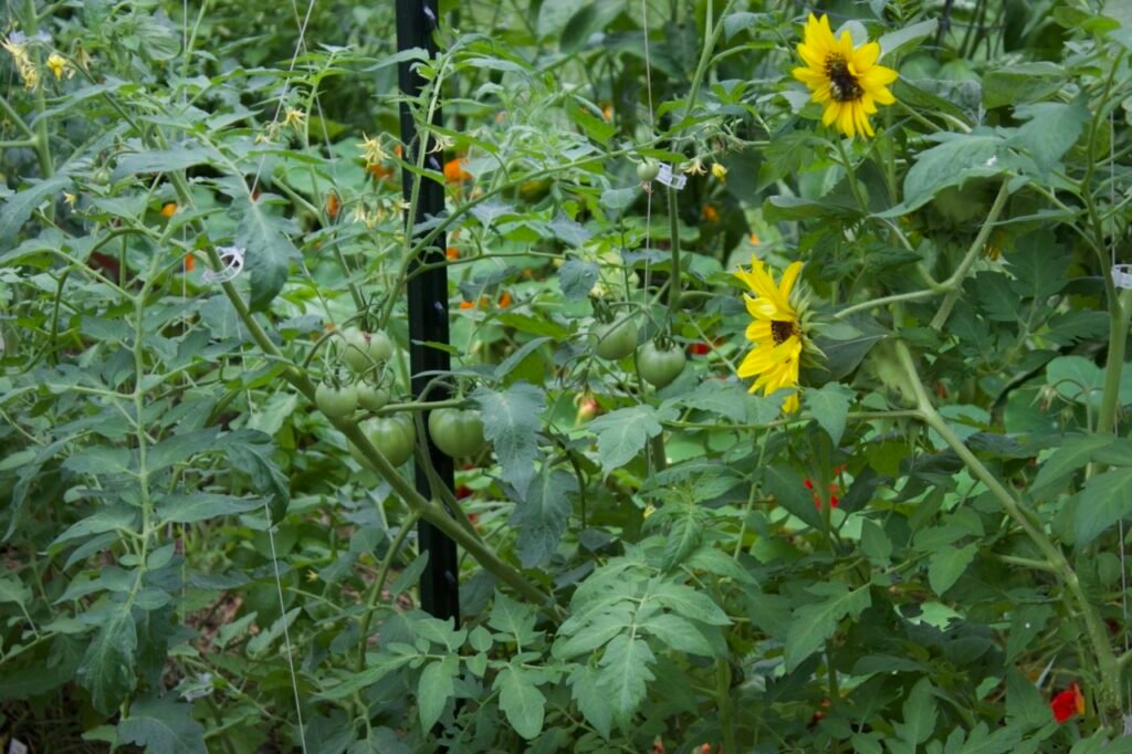 Tomato plants starting to produce tomato fruit in a vegetable garden.