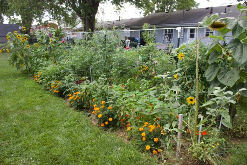 A tomato and pepper vegetable garden with flowers.