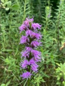 BH garden consulting can help bring back native plants. Like this Dense blazing star is a perennial flower with beautiful purple spiky flowers, that resembles a feather.