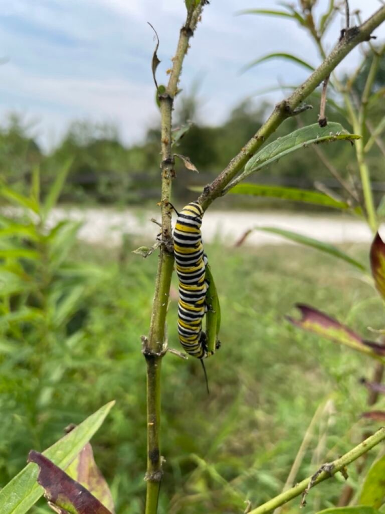 A yellow and black striped monarch caterpillar eating native milkweed.