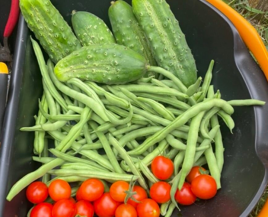 Cucumbers, green beans and cherry tomatoes fresh from the vegetable garden.