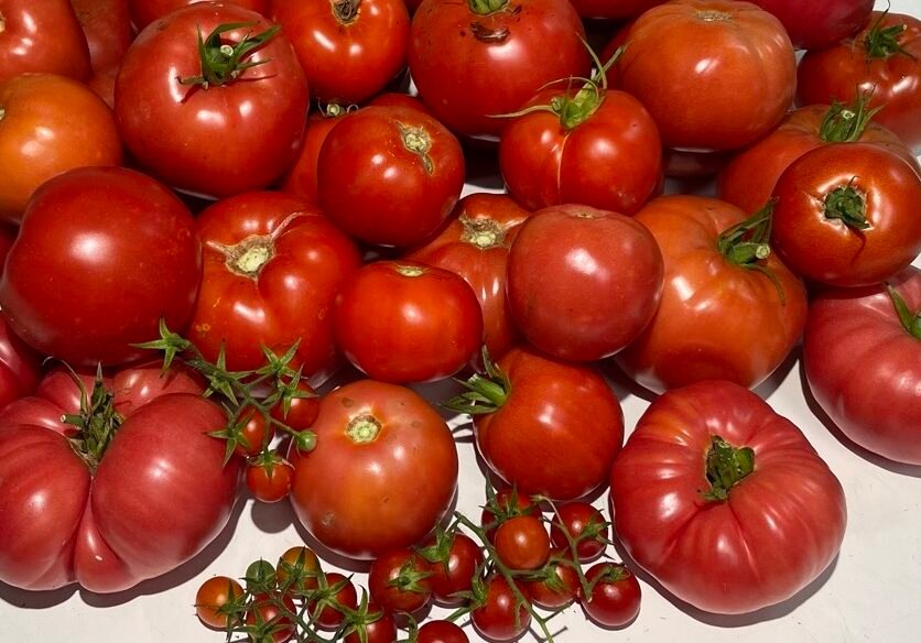 Tomatoes large and small freshly picked from a vegetable garden.