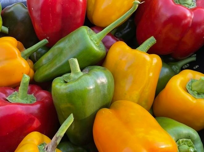 Yellow, green and red bell peppers picked fresh from a vegetable garden.