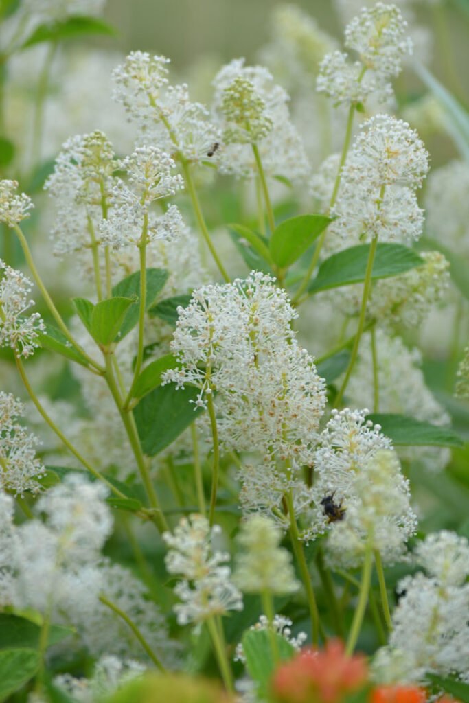 New Jersey Tea is a native a low-growing, deciduous shrub with white flowers that blooms in early summer.