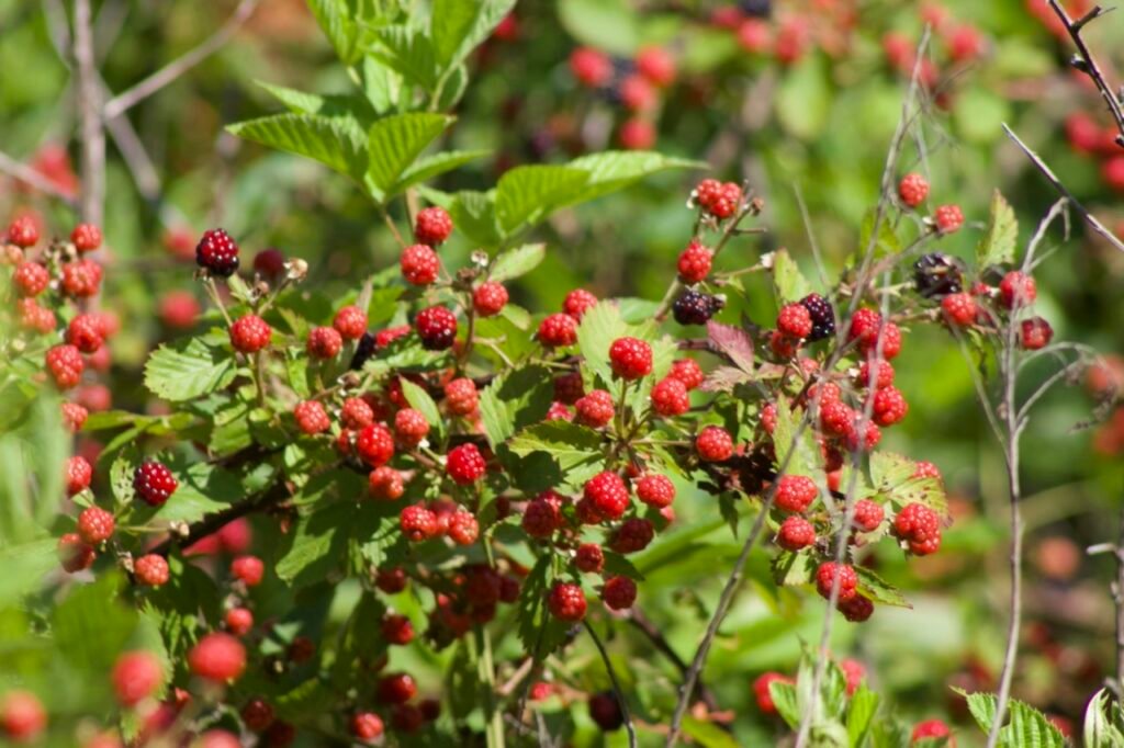 Sawtooth-blackberry Sawtooth blackberry is a native, thorny, woody shrub or vine that produces edible blackberries.