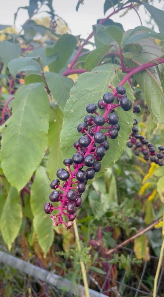 Dark purple berries on a pink vine.