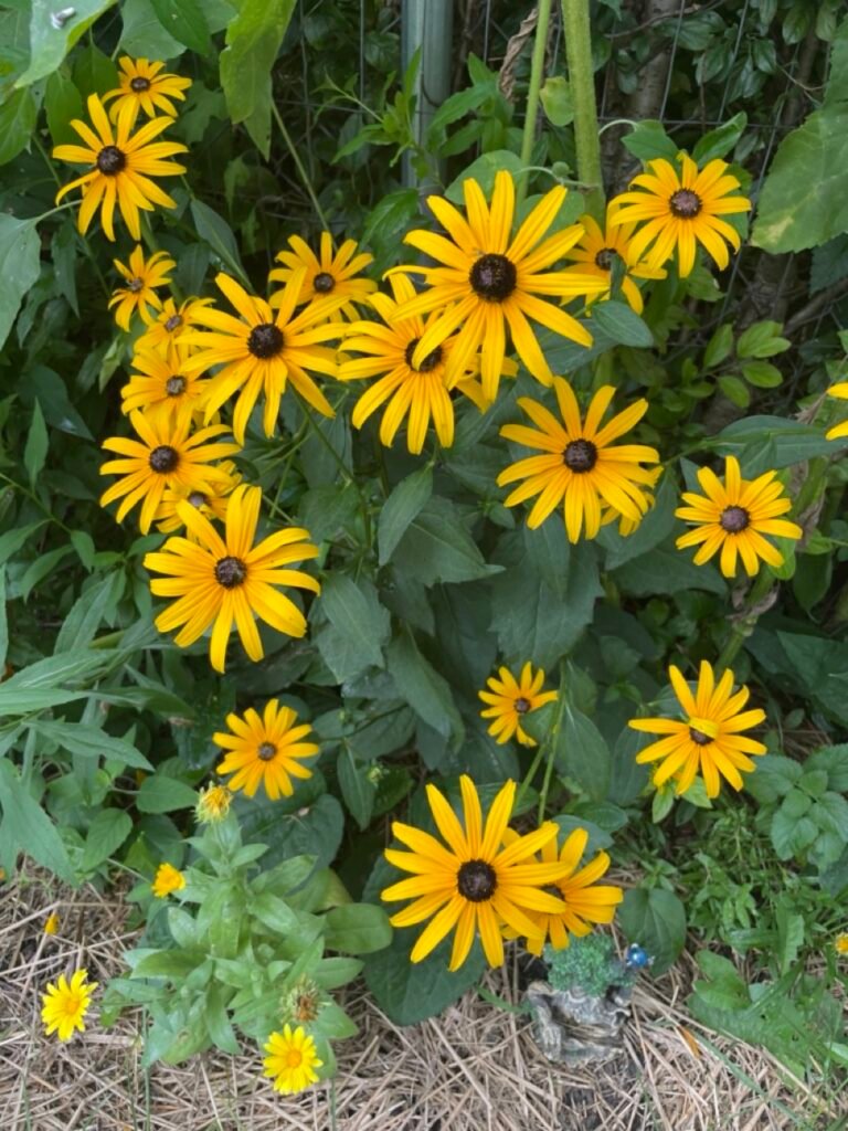 Black-eyed Susan is a native perennial flowering plant with bright yellow petals and a brown-black center.