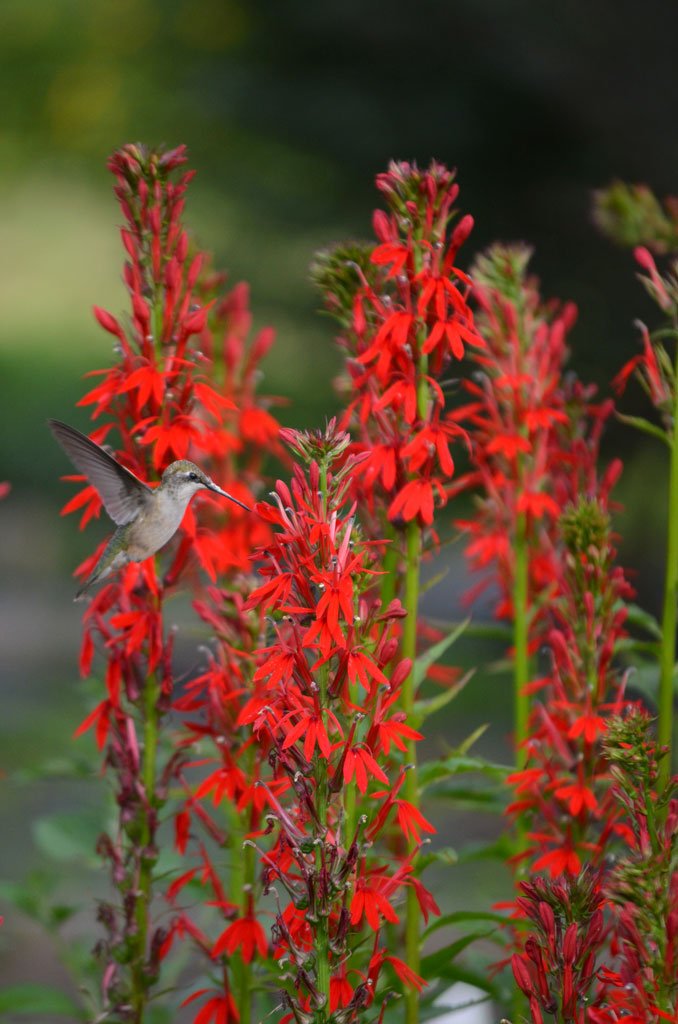 Cardinal flower is a native perennial flower with bright red flowers that bloom in late summer.