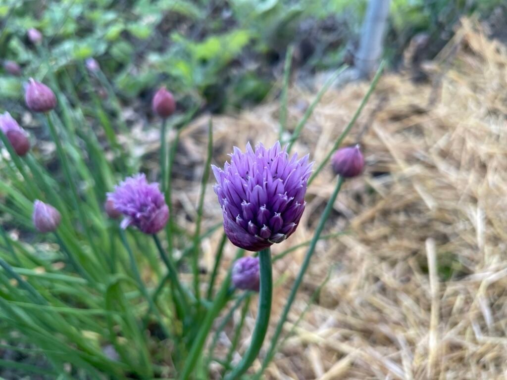 A single purple chive flower in an herb garden.