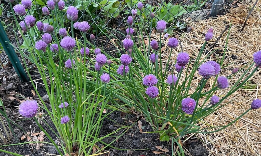 Small, onion-like herbs with hollow leaves and light purple flowers. Seen growing in an herb garden and used in culinary dishes.