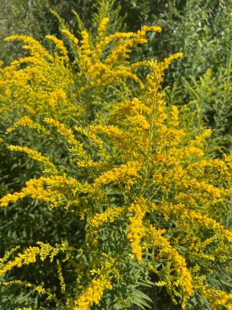 Goldenrod is a native perennial flowering plant with yellow flowers that grow in clusters on tall stems.