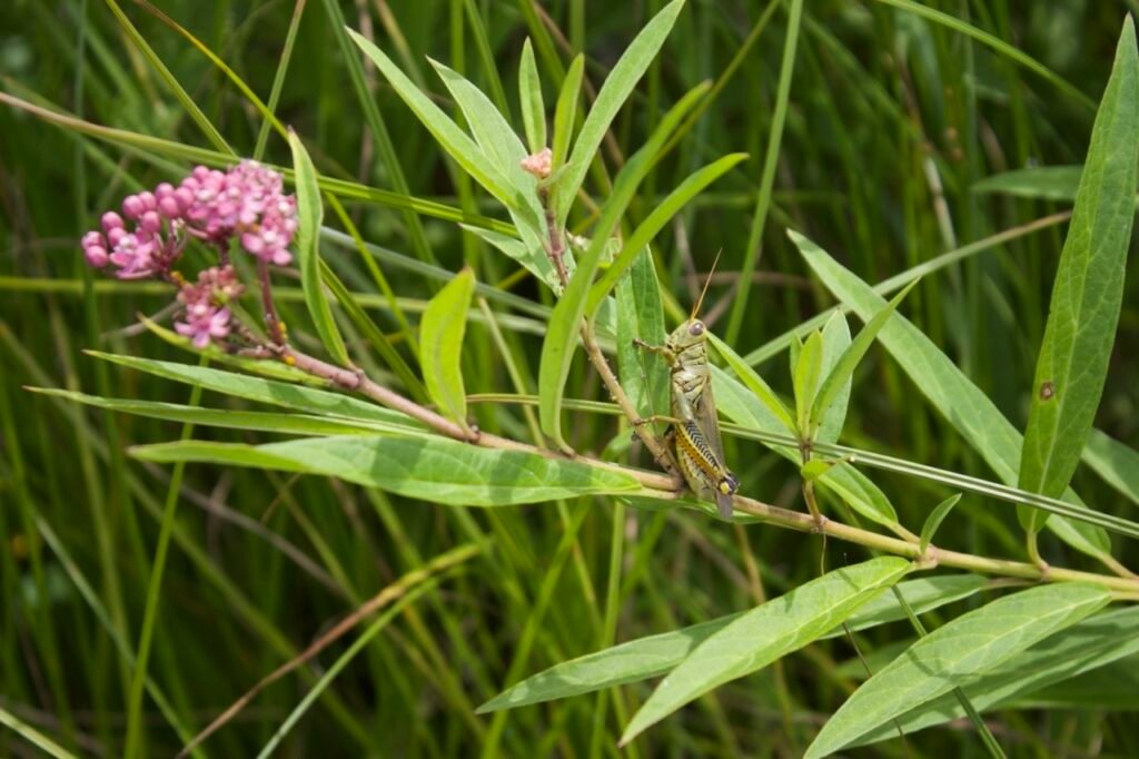 A grasshopper eating native plant swamp milkweed.