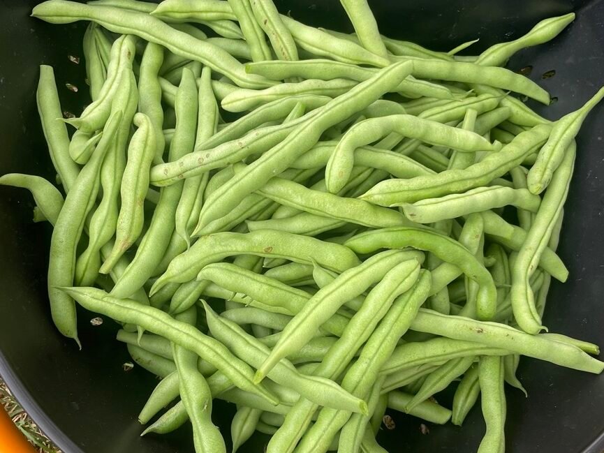 Fresh green beans from the vegetable garden.