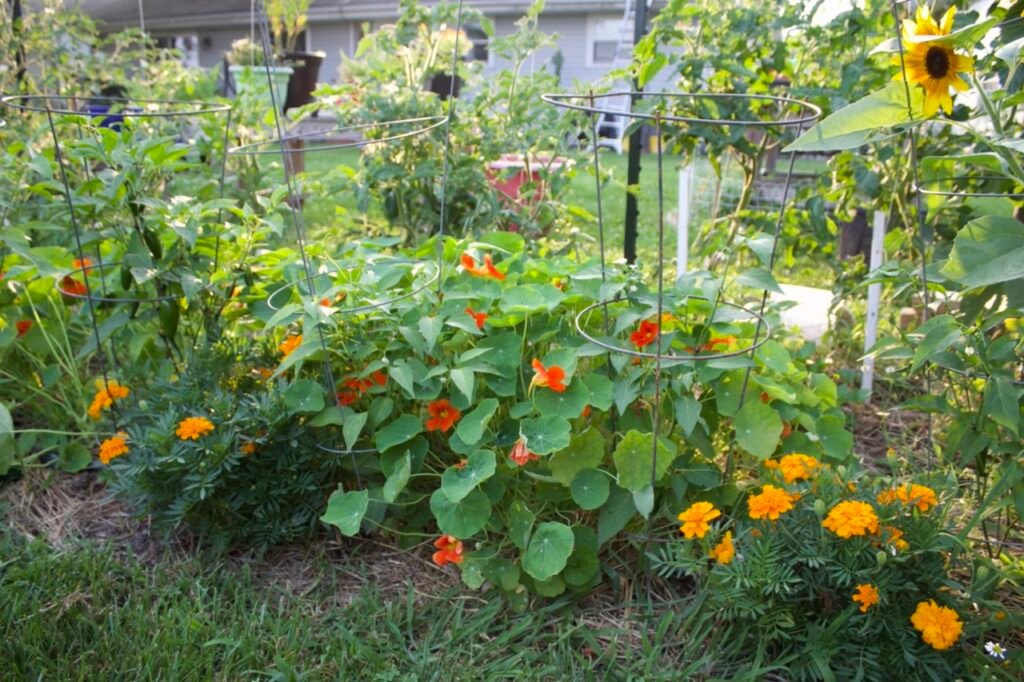 Jalapenos, orange nasturtiums and marigolds in a vegetable garden.