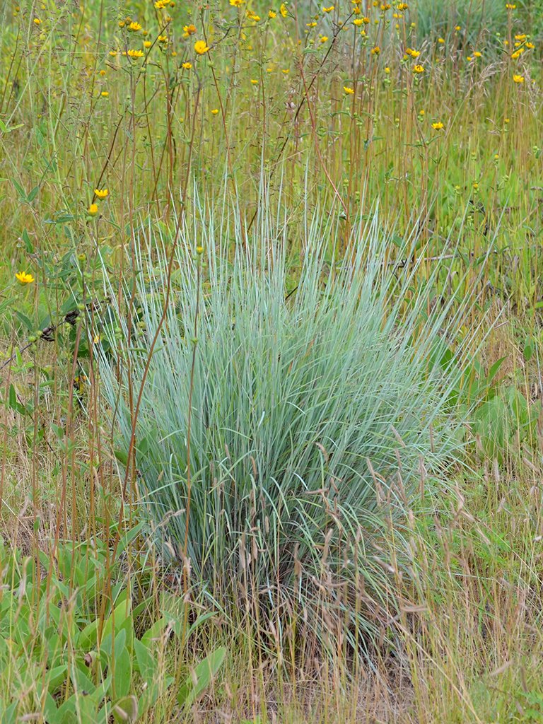 Little bluestem a perennial bunchgrass native to North American prairies.