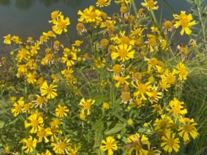Large group of yellow headed flowers.