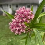 Swamp Milkweed is a native, perennial wildflower that grows in wet areas like riverbanks and floodplains.